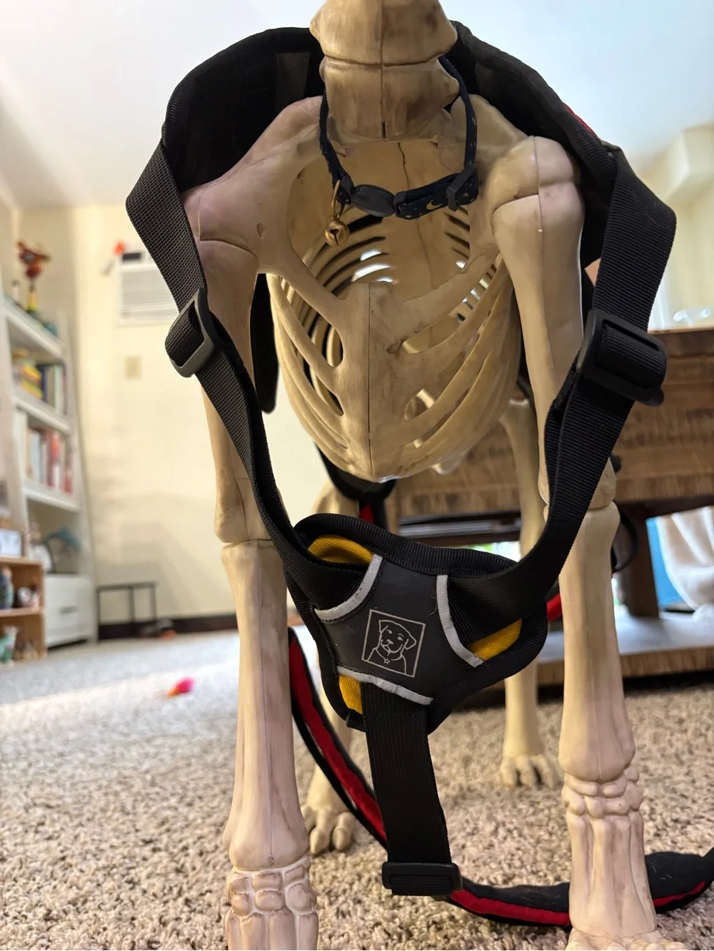 Ruffwear 5-point Webmaster Dog Harness with handle